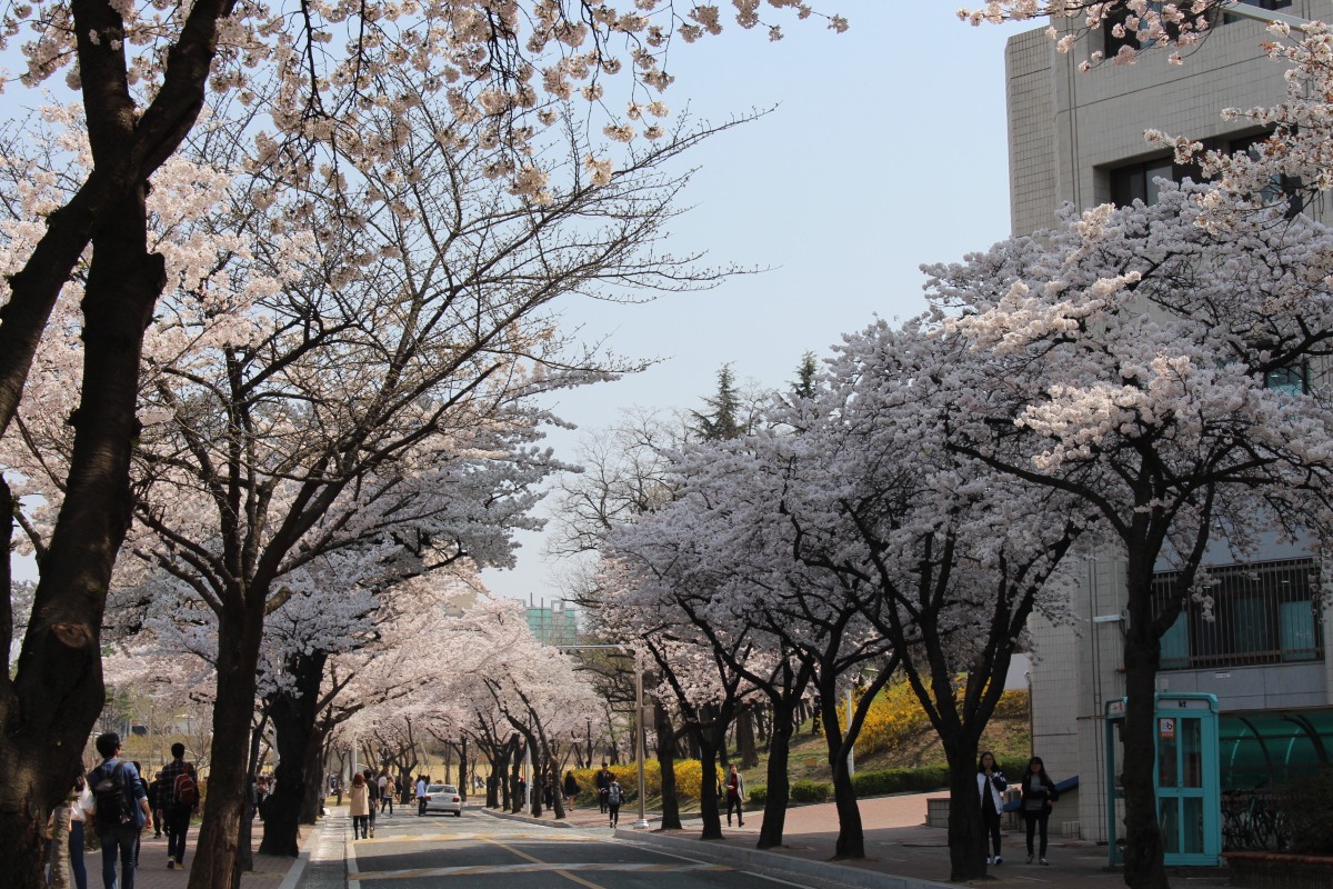 Cherry blossom (beotkkot) festival in South Korea